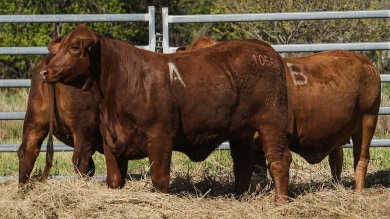 LOTE 41A RP 10688 CAB. POZO DE LA CARRETA